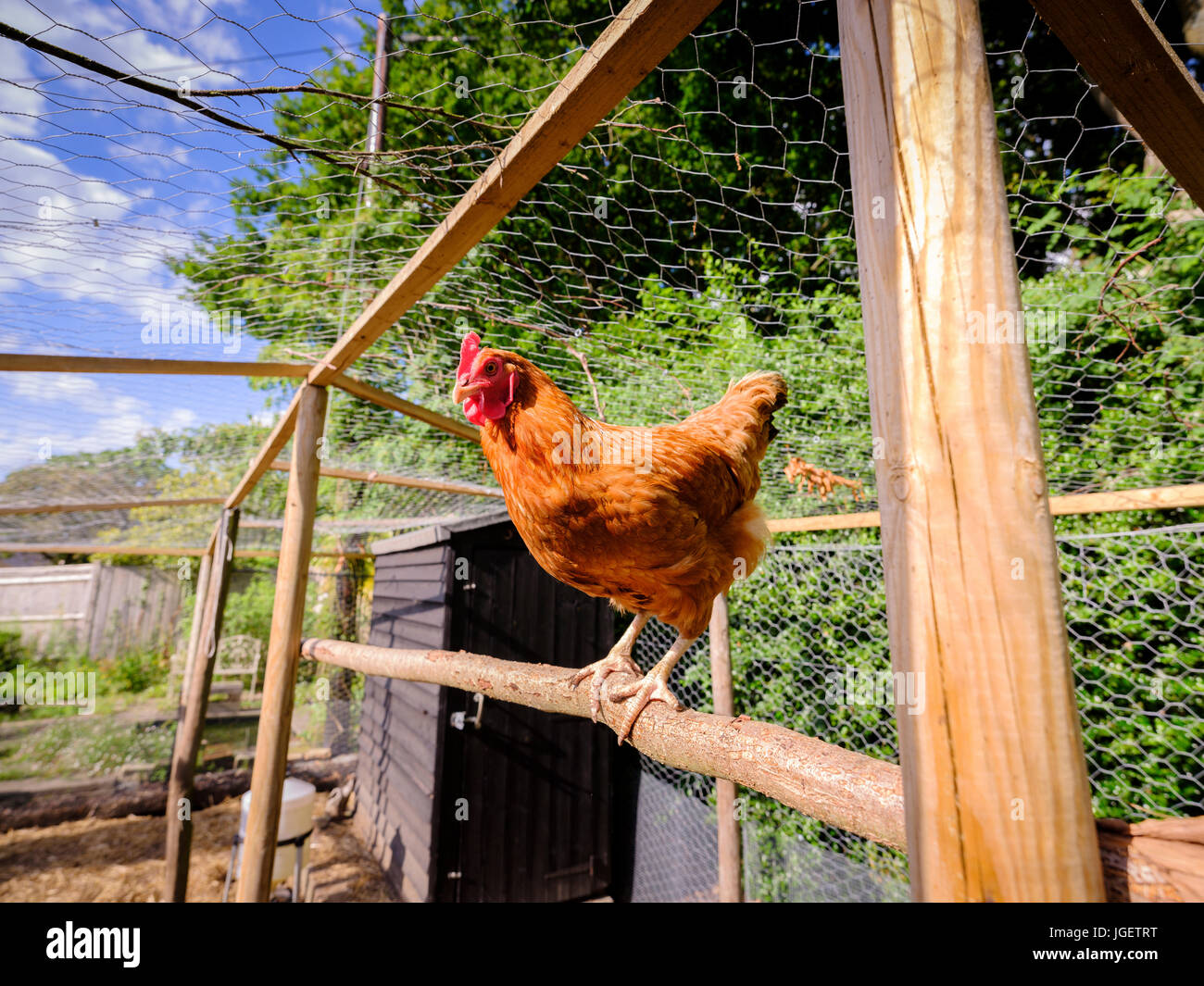 A hen standing on a perch in a chicken run - UK Stock Photo