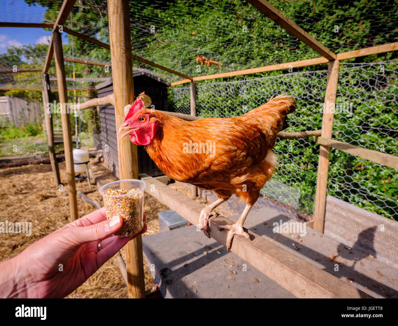 A hen standing on a perch in a chicken run being hand fed seed from a pot - UK Stock Photo