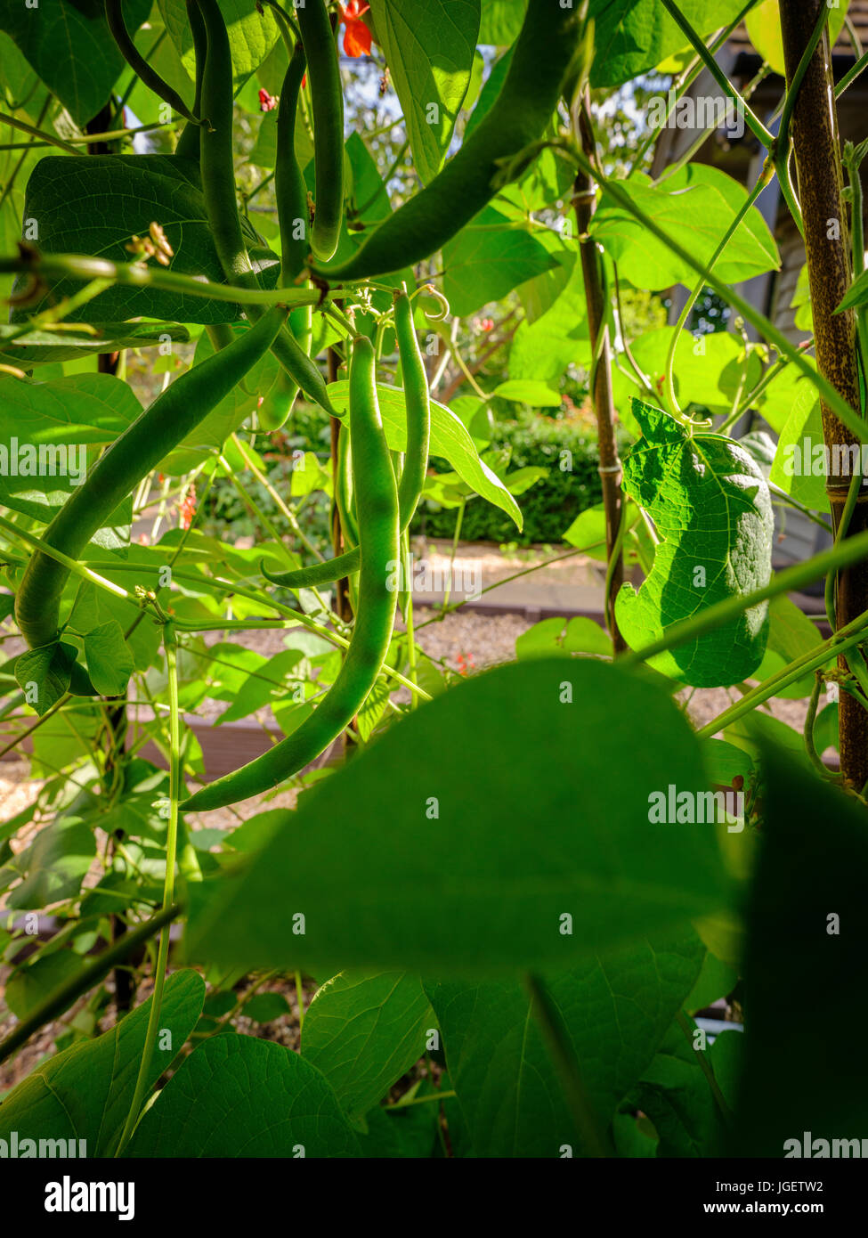 Light passes through runner beans on a plant revealing the seeds within. Sussex, UK Stock Photo