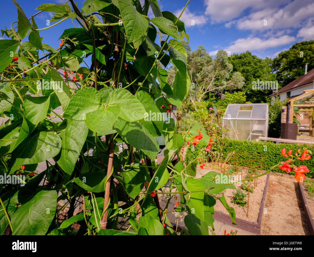 Runner beans in an English country garden in summertime with greenhouse in background. Sussex, UK Stock Photo