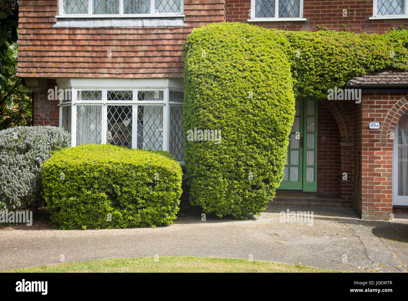 Carefully trimmed and shaped evergreen trees and flowering rosemary in a city front garden in Canterbury Kent UK Stock Photo