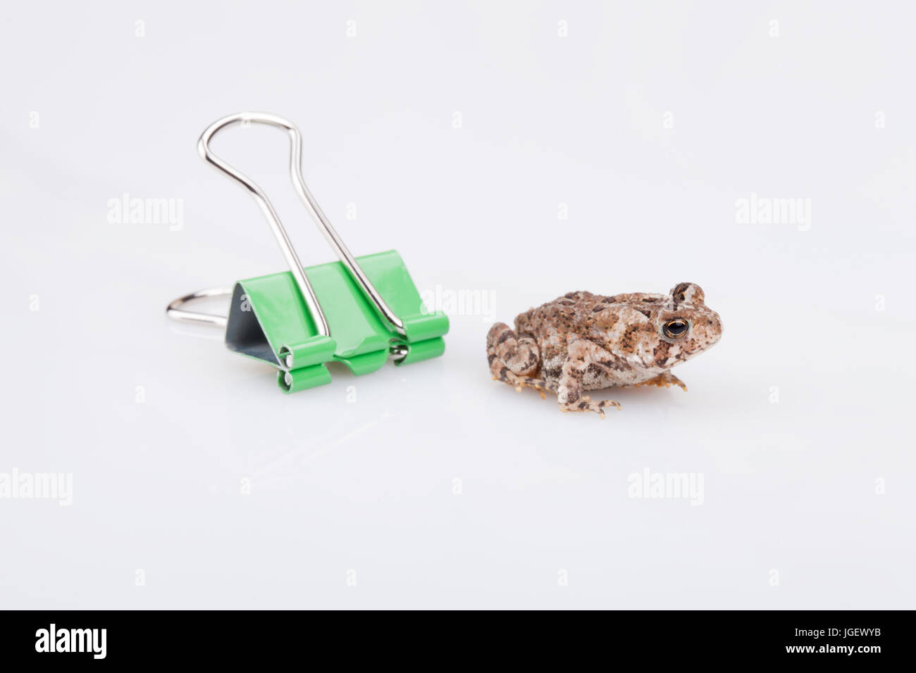 Toad Paperclip Miniature toad and green paperclip on a white surface. Mini toad ...