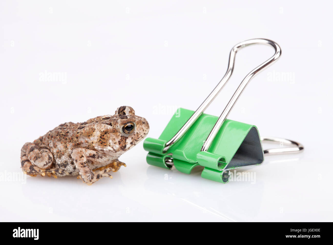 Toad Paperclip Miniature toad and green paperclip on a white surface. Mini toad ...