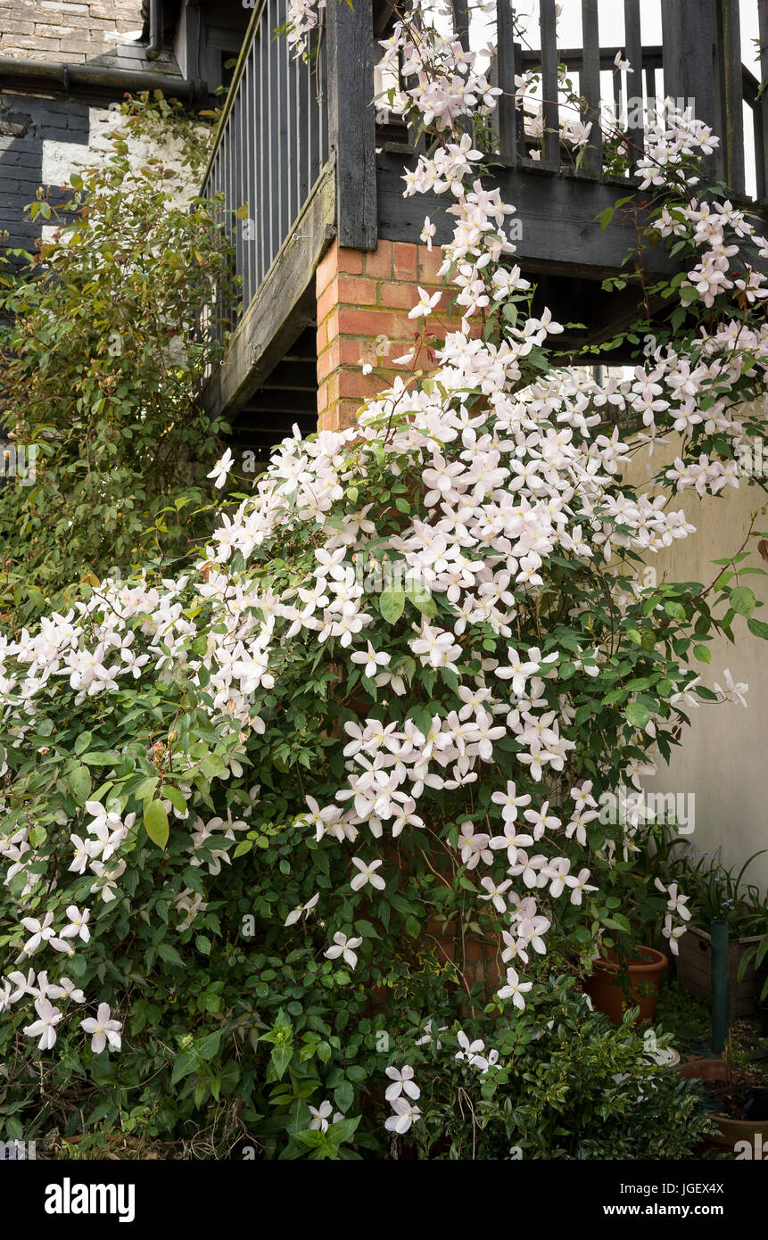 Spring flowering clematis montana Elizabeth climbing a brick pillar in UK Stock Photo