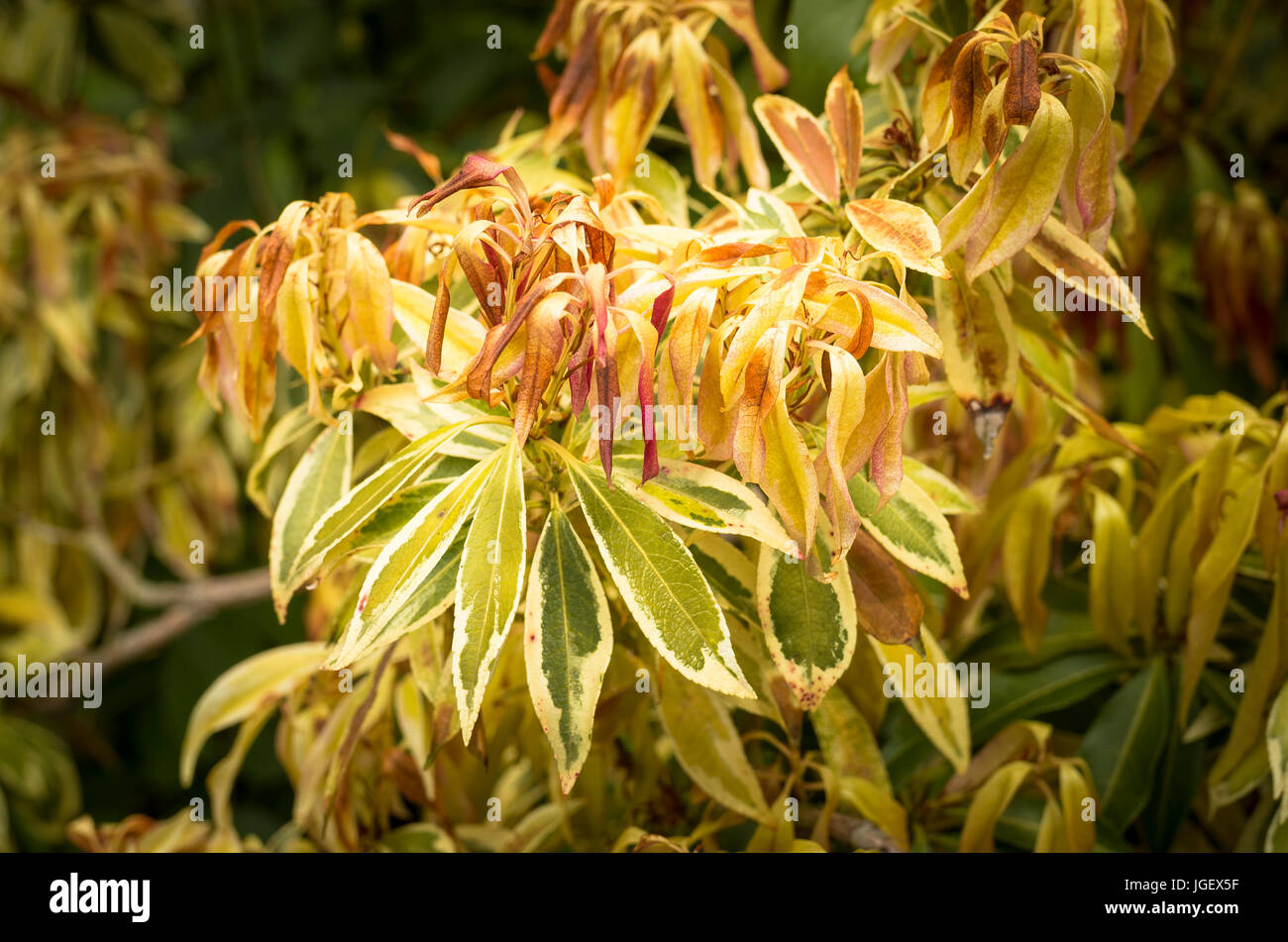 Late frost damage to new growth on Pieris japonica Flaming Silver in Wiltshire UK Stock Photo