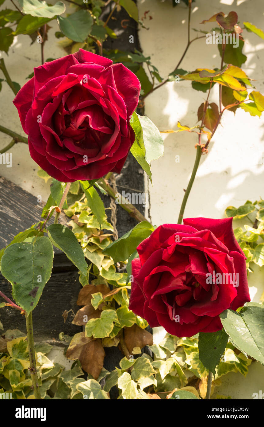 Two beautiful red roses - Etoile de Hollande flowering in early summer in UK Stock Photo