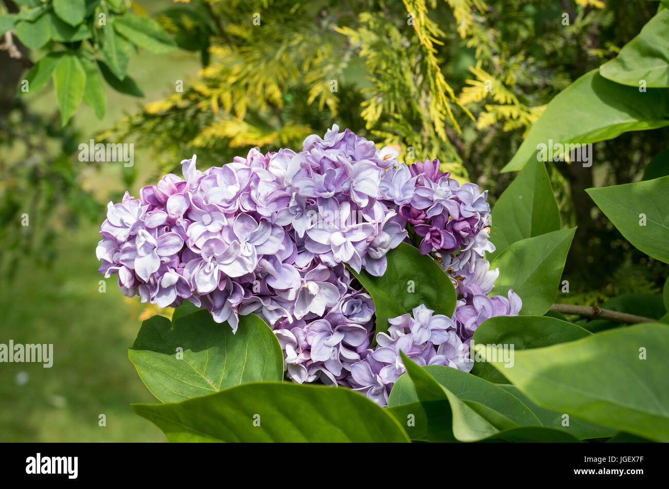 A beautiful flowering lilac in the UK in May Stock Photo Alamy