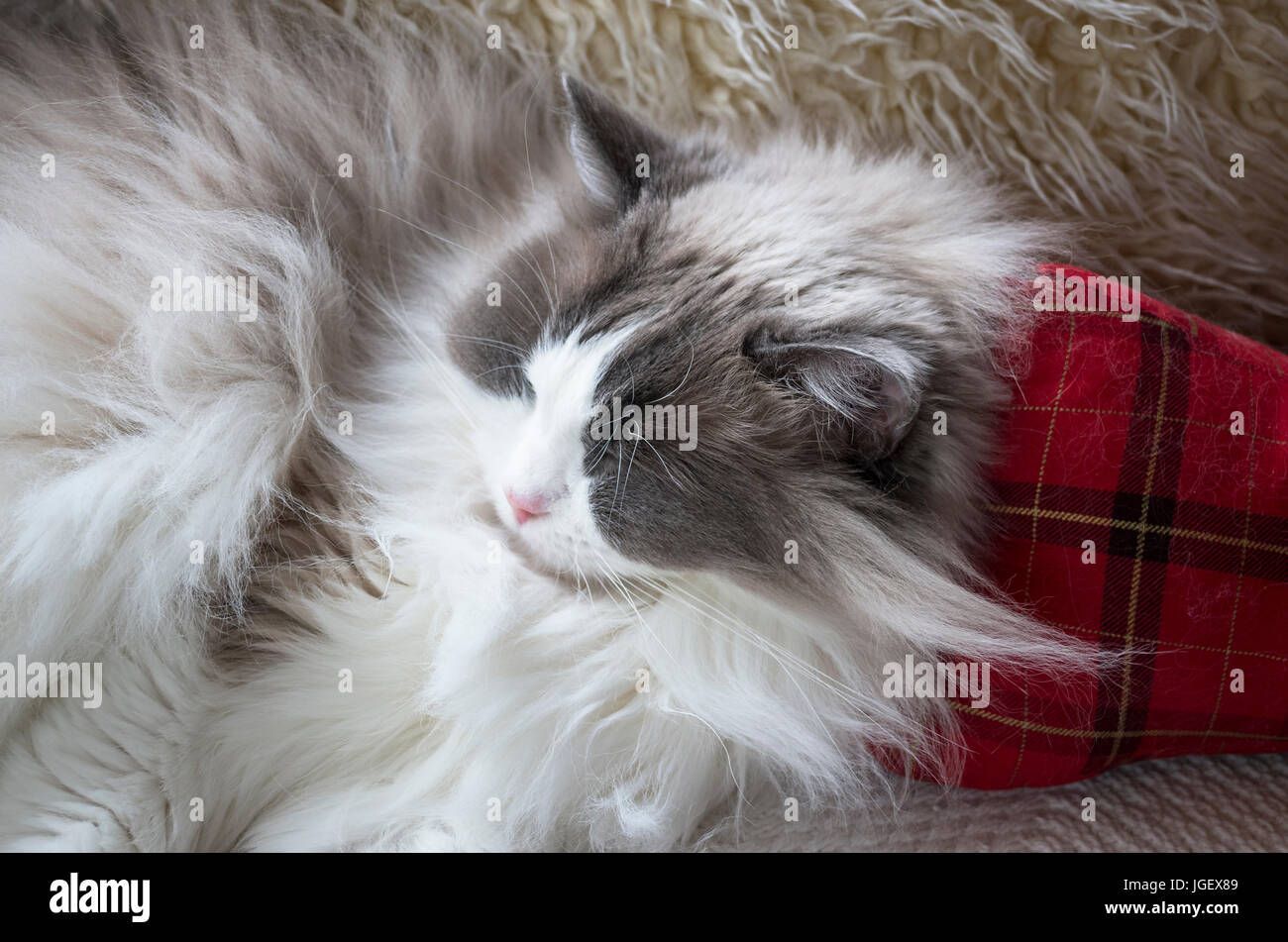 A sleeping adult Ragdoll cat indoors Stock Photo