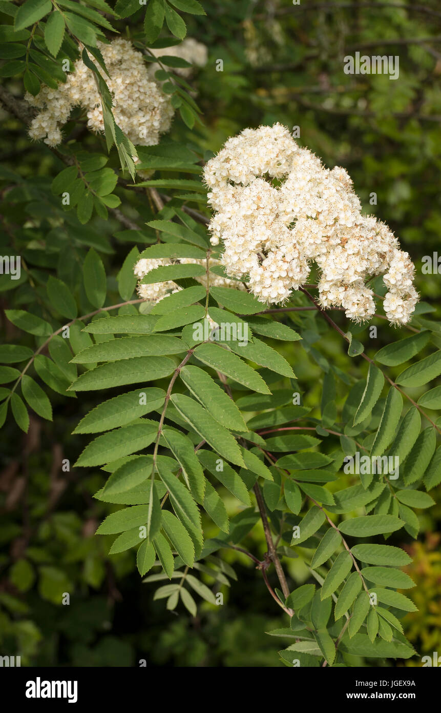 Mountain Ash Tree Flowers Hi res Stock Photography And Images Alamy