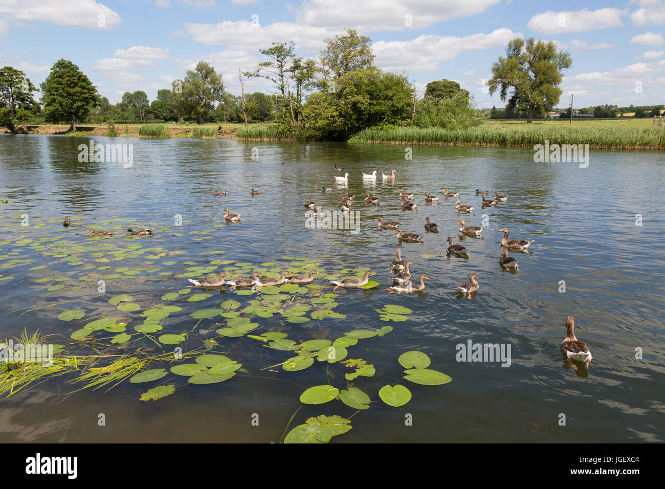 River Thames birdlife, Birds on the Thames at Wallingford, Oxfordshire England UK Stock Photo