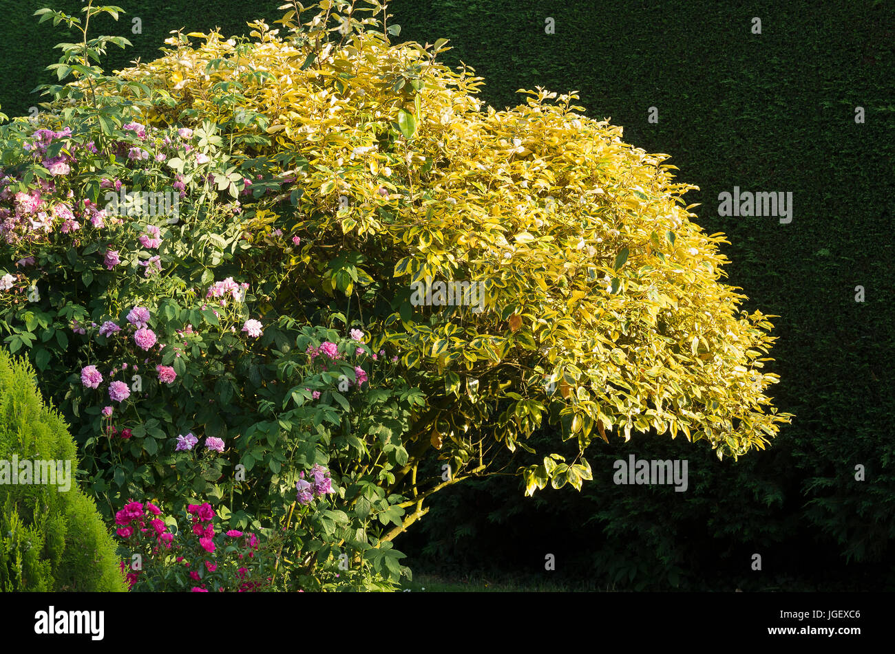 A variegated  eleagnus x ebbingei Gilt Edge is a focal point of a mixed border of roses and herbaceous plants. A dark conifer hedge background Stock Photo