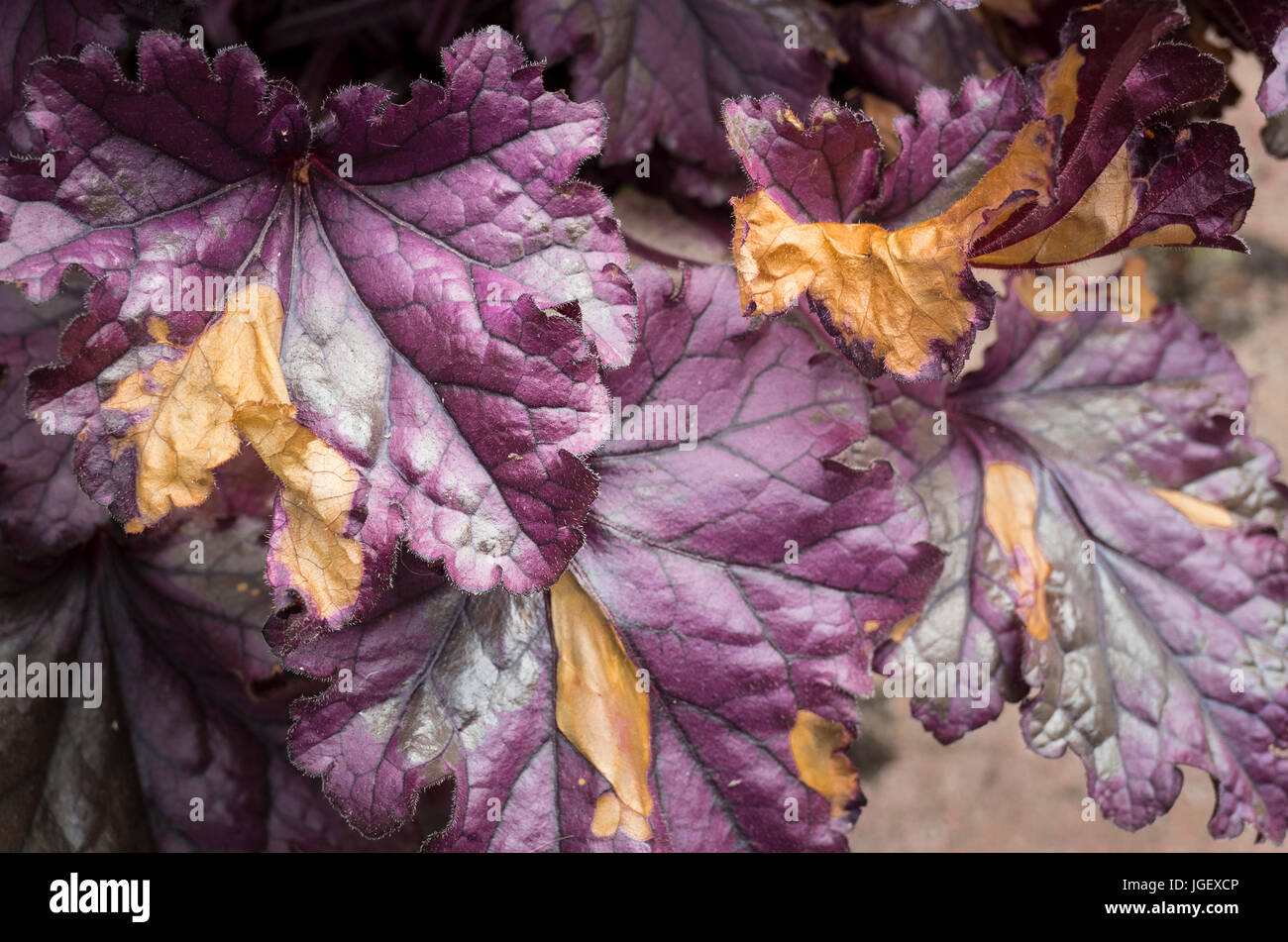 A heuchera Forever Purple showing late frost damage in June in UK Stock Photo