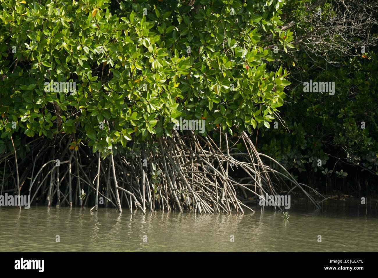 Forest at Nilkomol or Hiron Point area in the Sundarbans, a UNESCO ...