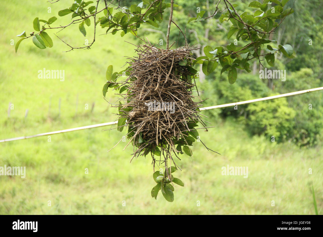 Nest, birds, guava, 2016, Merces, Minas Gerais, Brazil. Stock Photo