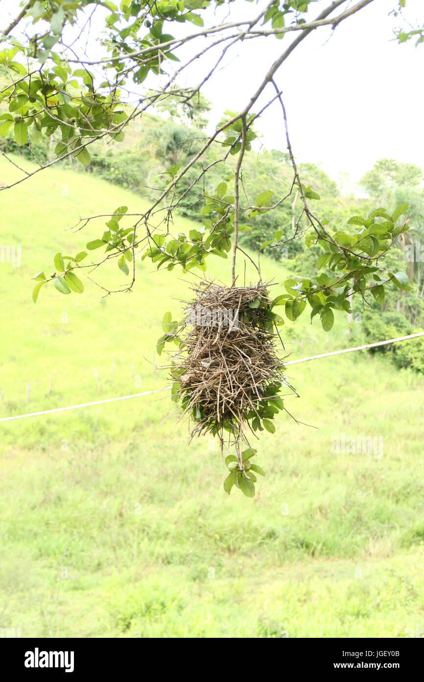 Nest, birds, guava, 2016, Merces, Minas Gerais, Brazil. Stock Photo