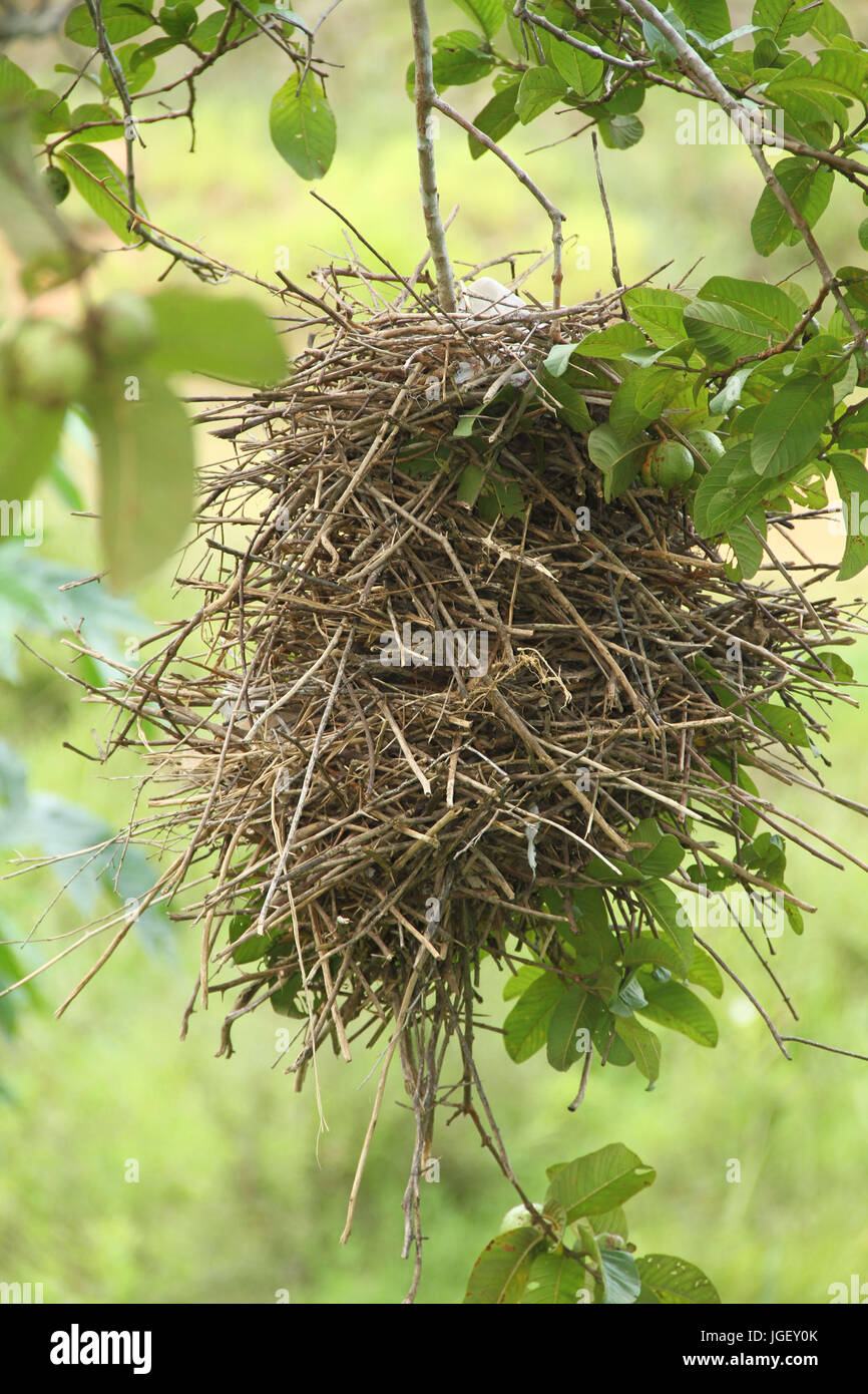 Nest, birds, guava, 2016, Merces, Minas Gerais, Brazil. Stock Photo