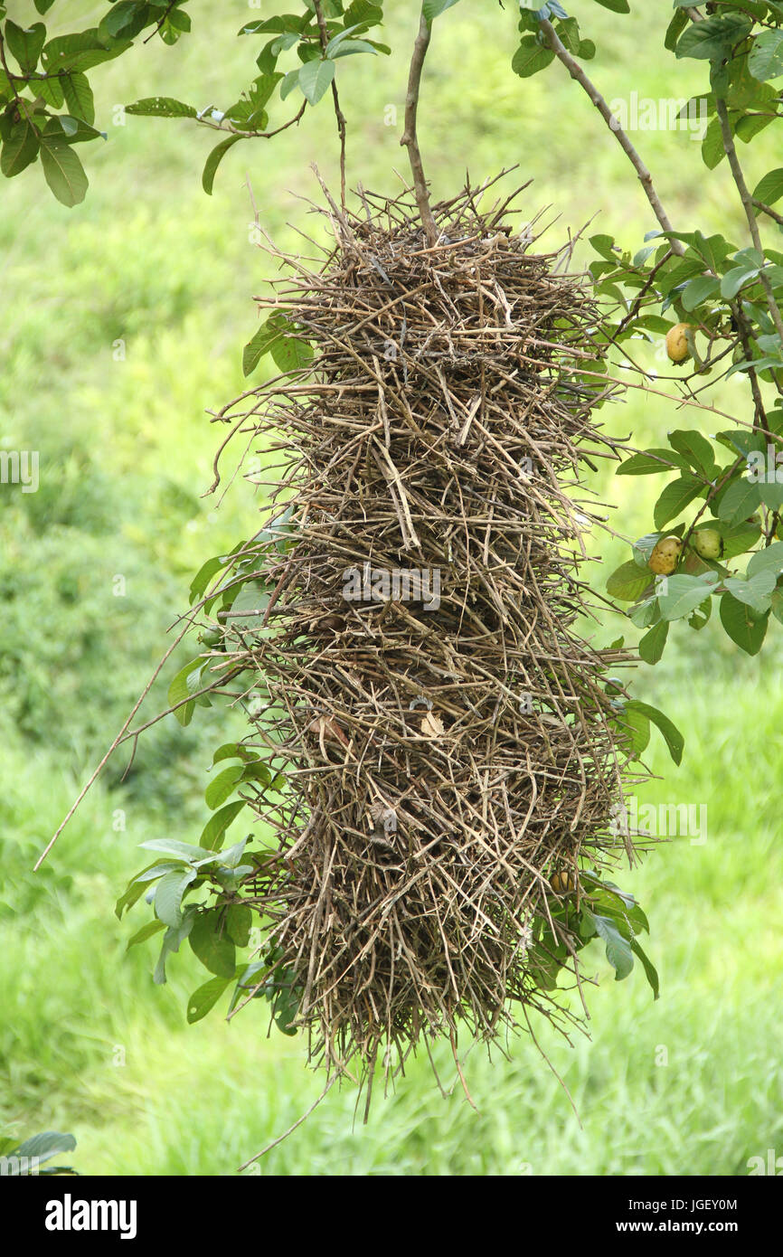 Nest, birds, guava, 2016, Merces, Minas Gerais, Brazil. Stock Photo