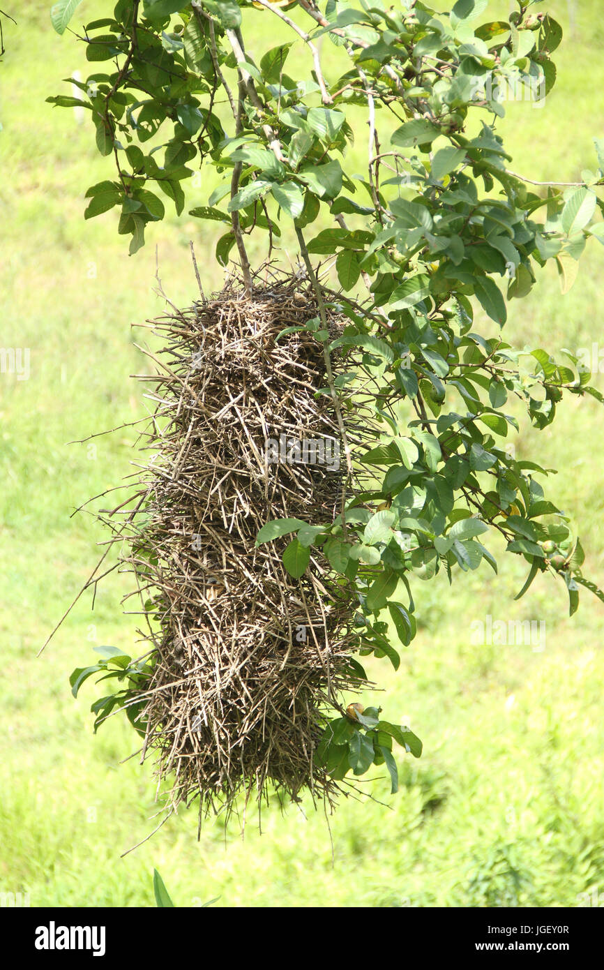 Nest, birds, guava, 2016, Merces, Minas Gerais, Brazil. Stock Photo