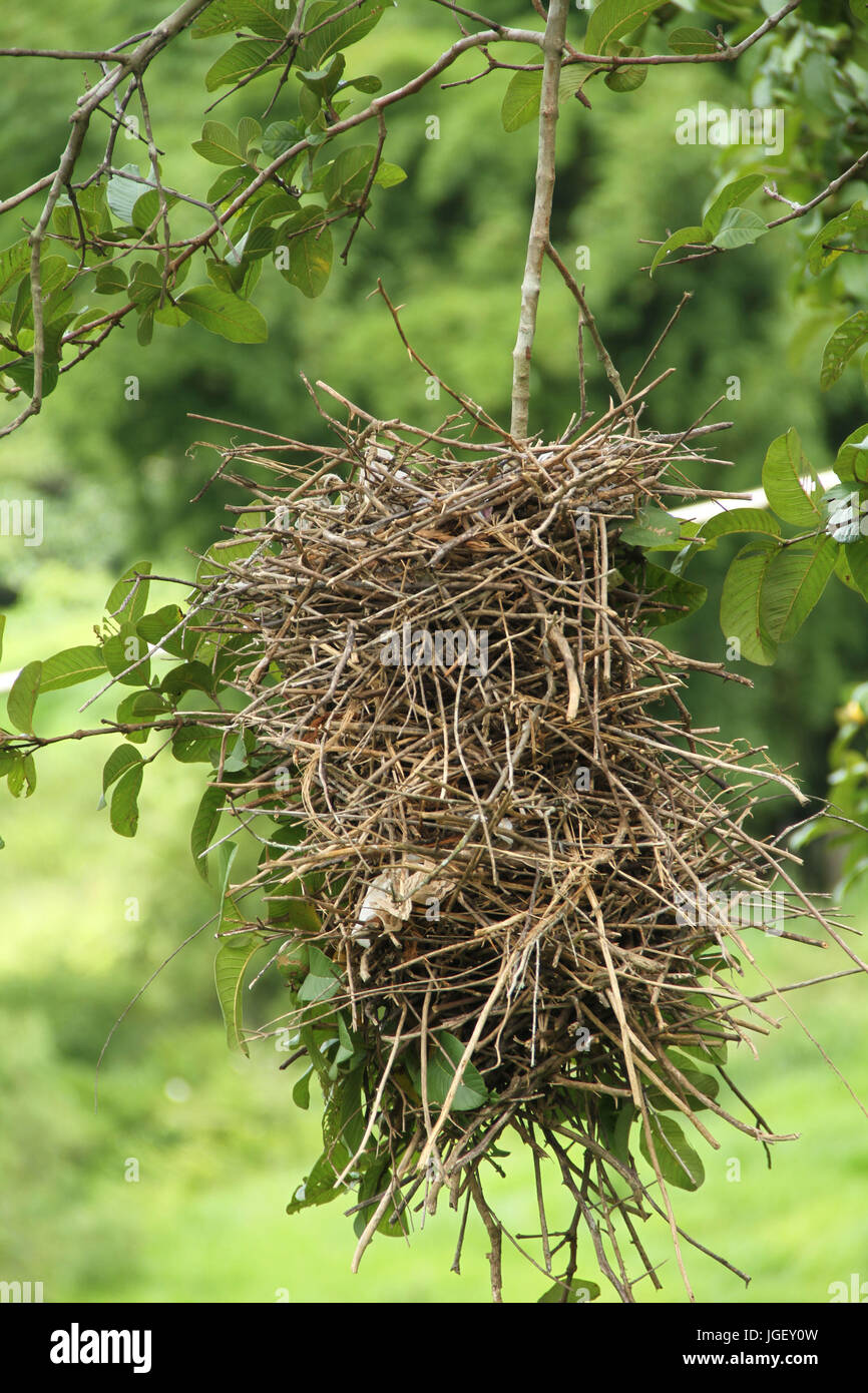 Nest, birds, guava, 2016, Merces, Minas Gerais, Brazil. Stock Photo