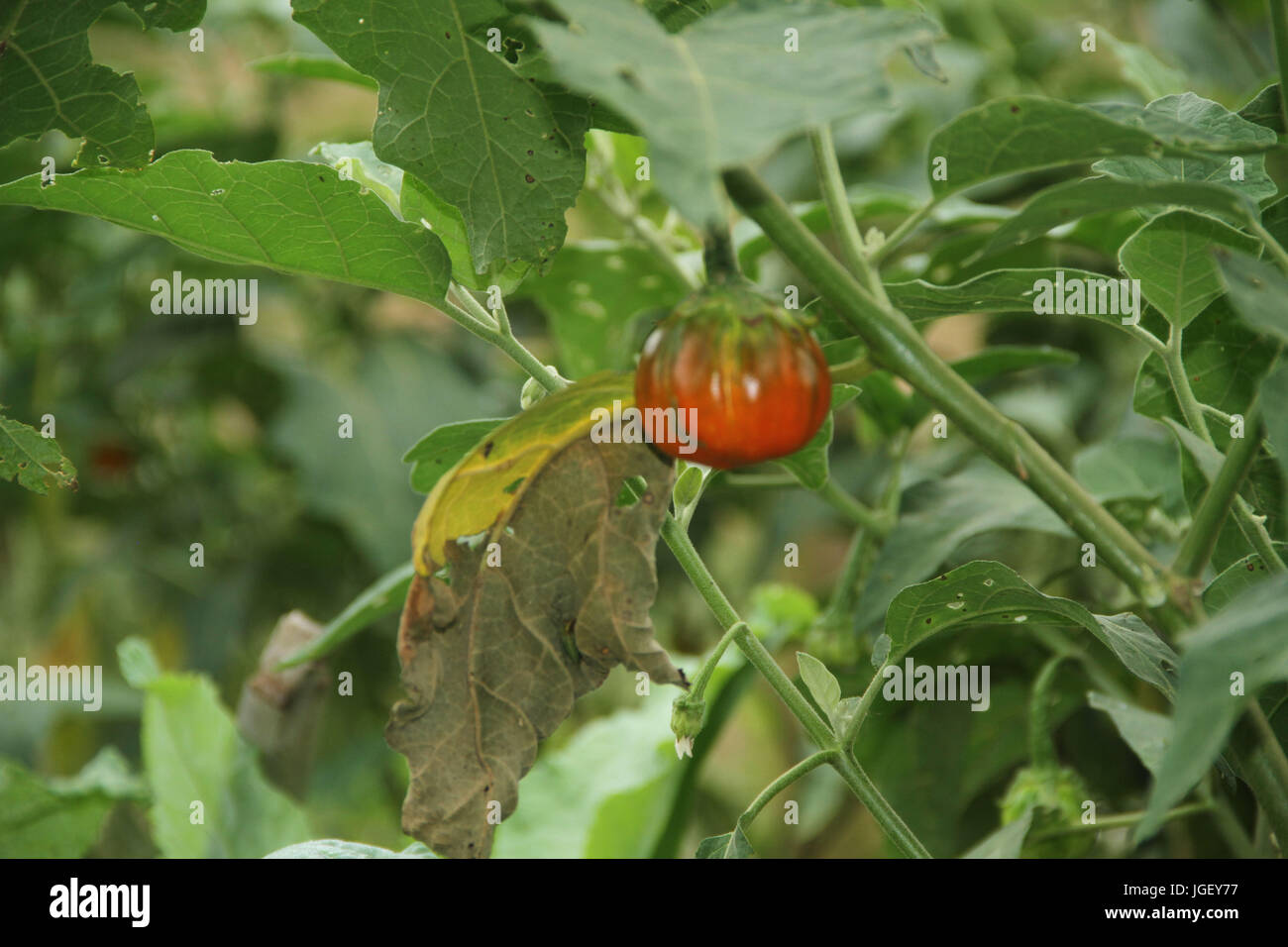 Jiló (Scarlet eggplant) is a fruit known for its bitter taste, widely  consumed in Brazil in the form of a salad or fried with salt Stock Photo -  Alamy