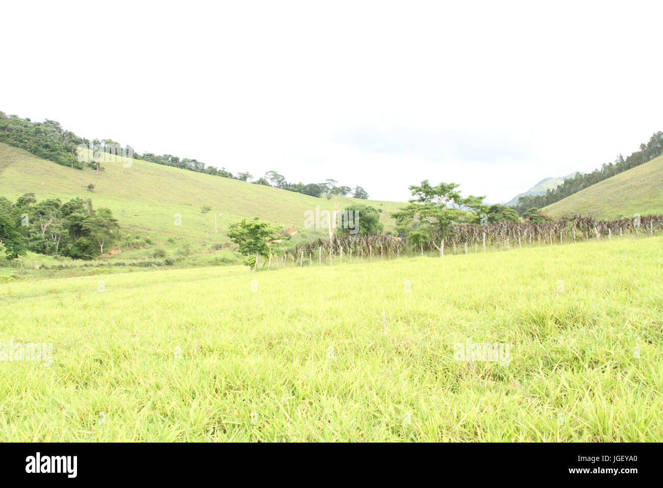 Landscape, farm, 2016, Merces, Minas Gerais, Brazil. Stock Photo