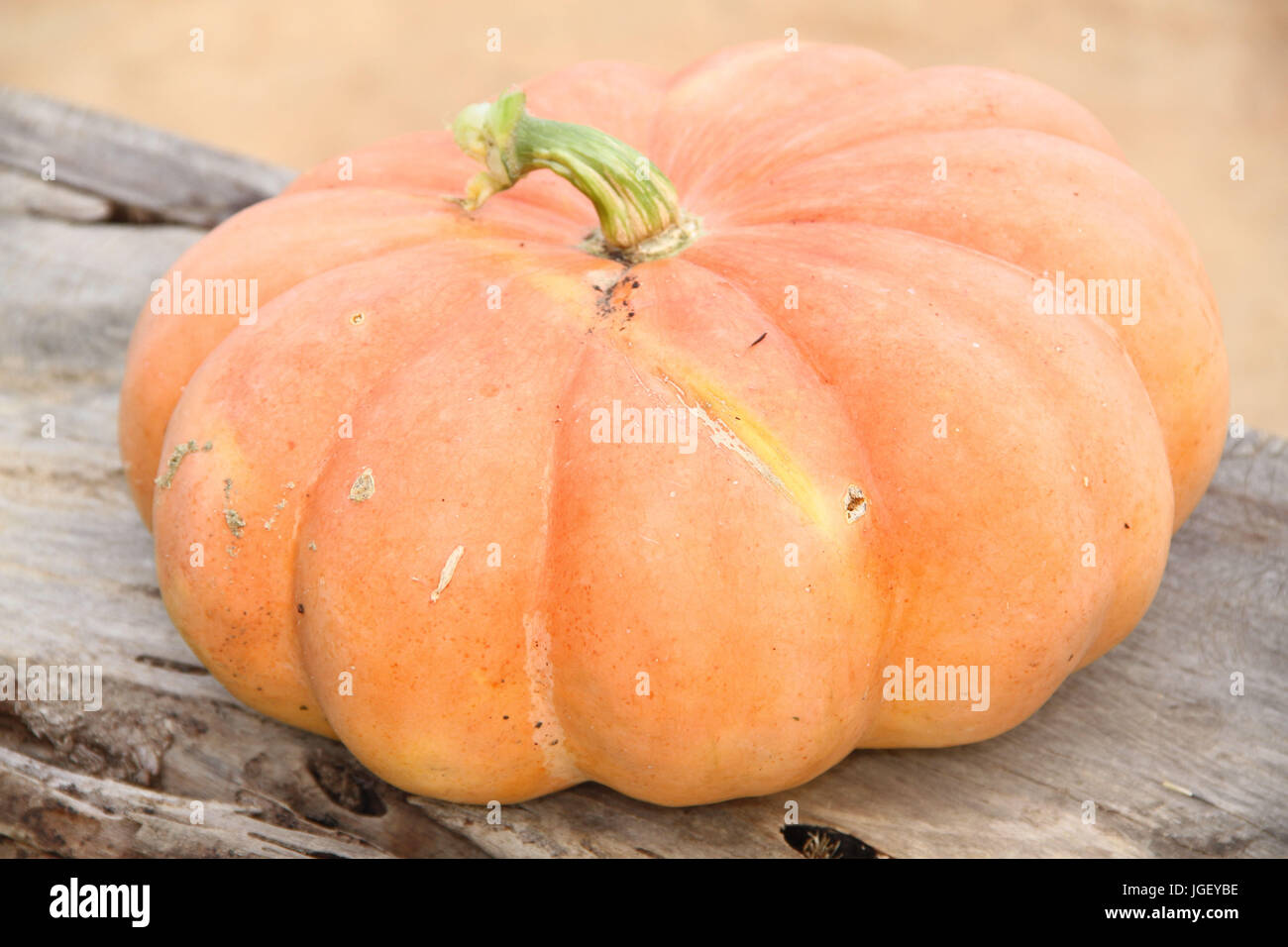 Moganga Pumpkin, farm, 2016, Merces, Minas Gerais, Brazil, Stock Photo
