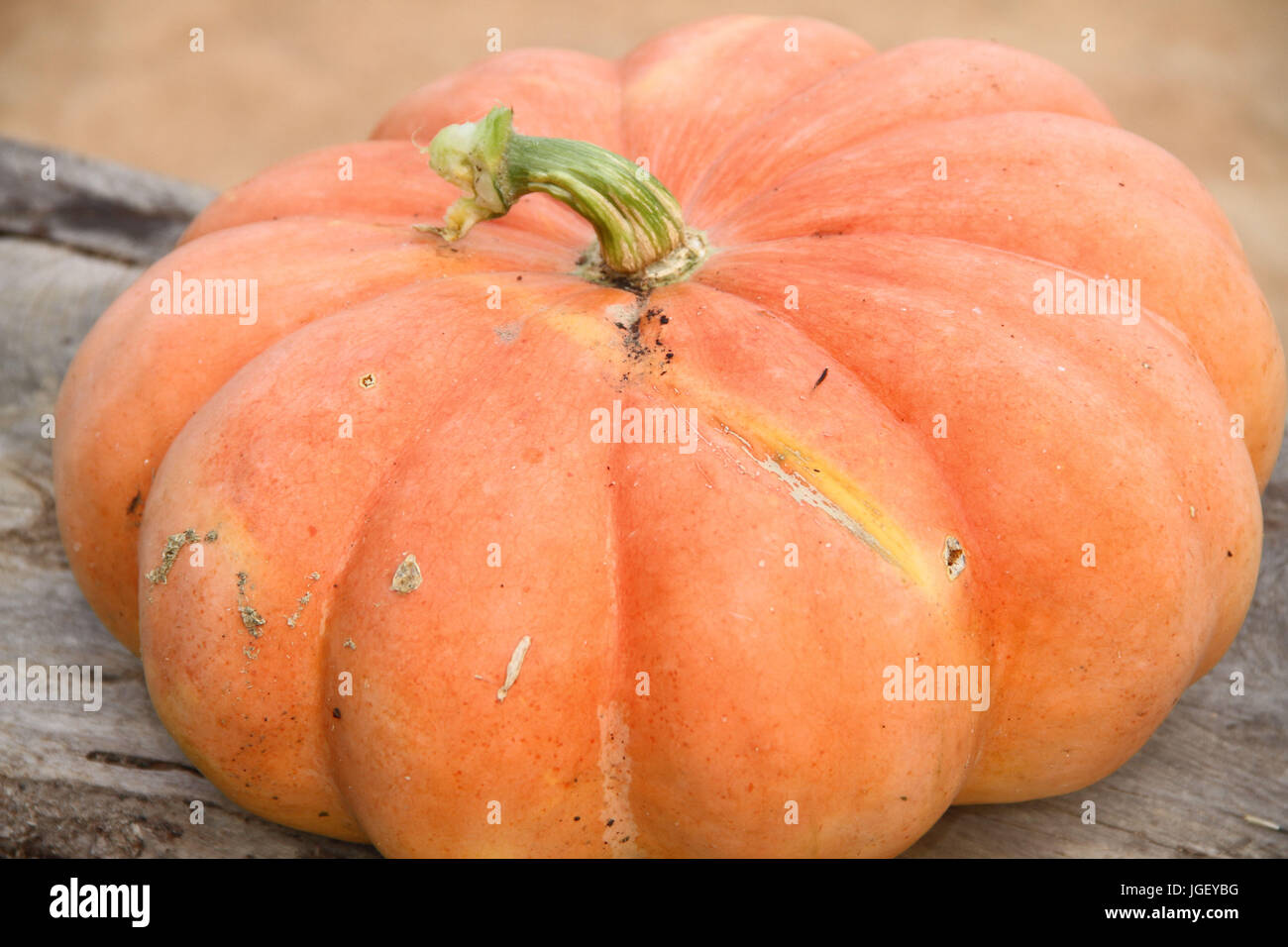 Moganga Pumpkin, farm, 2016, Merces, Minas Gerais, Brazil, Stock Photo
