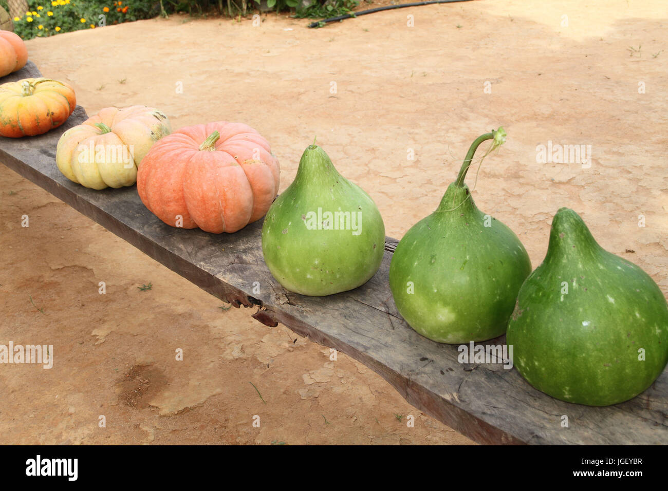 Moganga Pumpkin, pumpkin water, farm, 2016, Merces, Minas Gerais, Brazil, Stock Photo