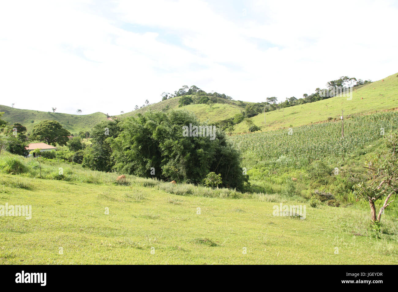 house, planting, corn, farm, 2016, Merces, Minas Gerais, Brazil, Stock Photo