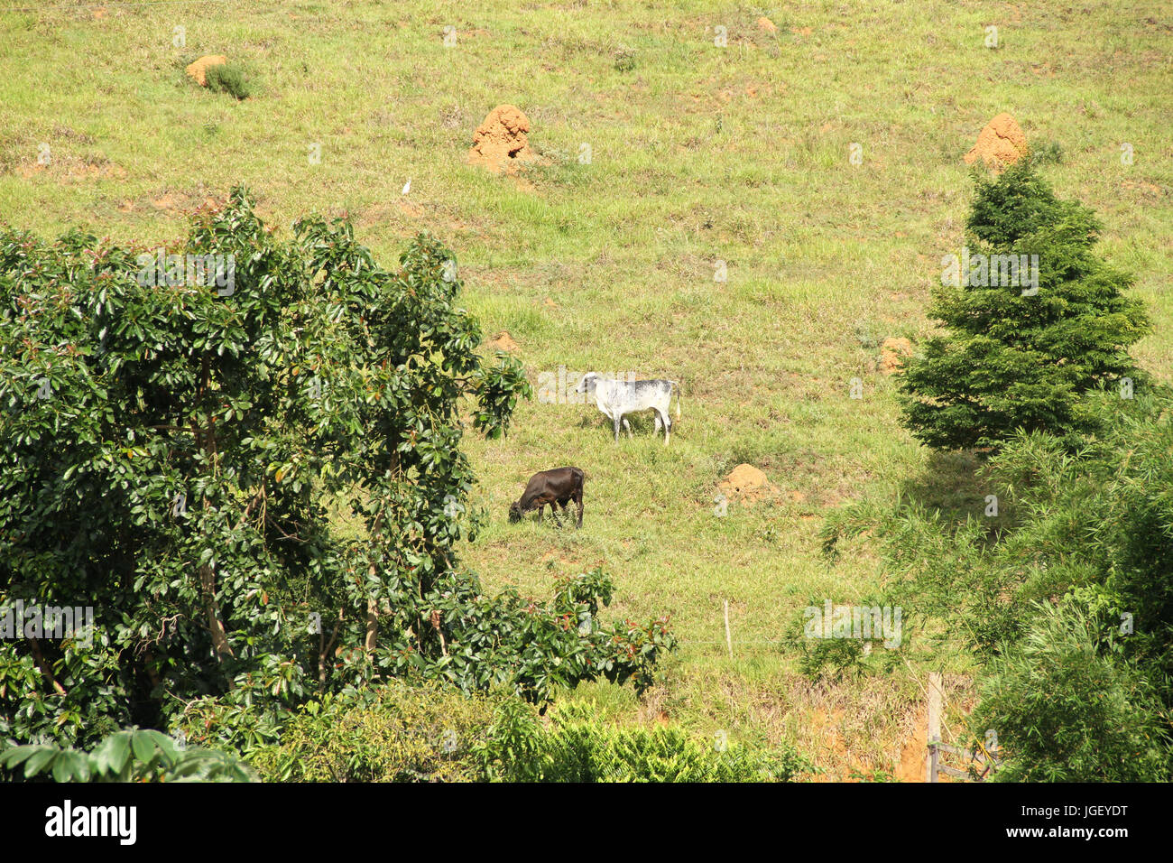 Animal, cows, pasture, farm, 2016, Merces, Minas Gerais, Brazil, Stock Photo