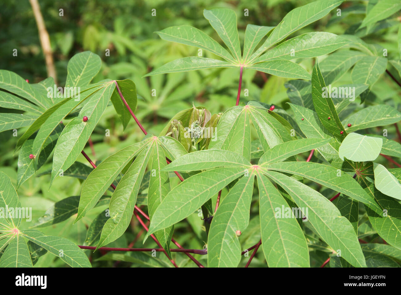 Plantation, Cassava, farm, 2016, Merces, Minas Gerais, Brazil, Stock Photo