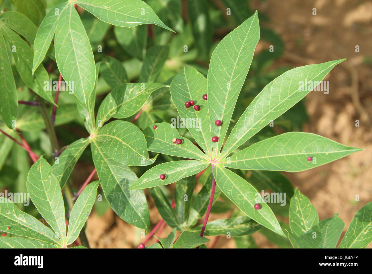 Plantation, Cassava, farm, 2016, Merces, Minas Gerais, Brazil, Stock Photo