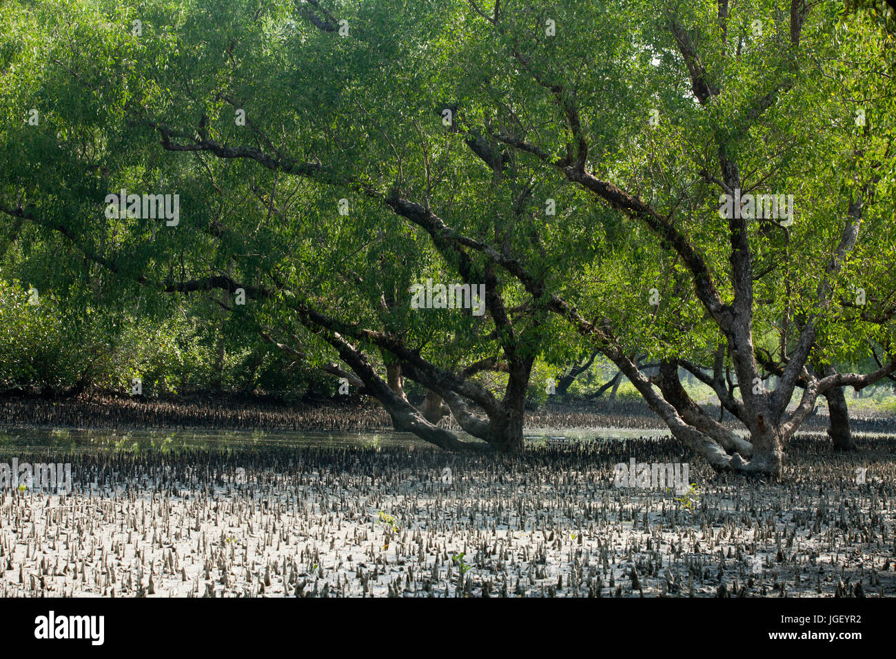 Tidal forest hi-res stock photography and images - Alamy