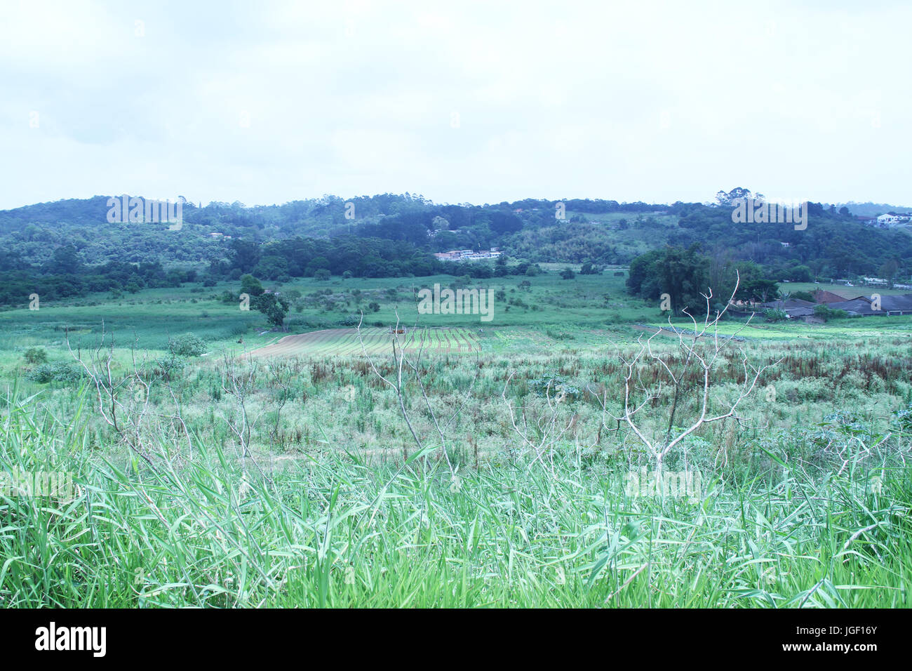 Plantations, vegetables, suburbs, 2014, Capital, São Paulo, Brazil. Stock Photo