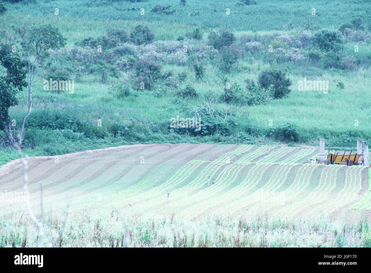 Plantations, vegetables, suburbs, 2014, Capital, São Paulo, Brazil. Stock Photo