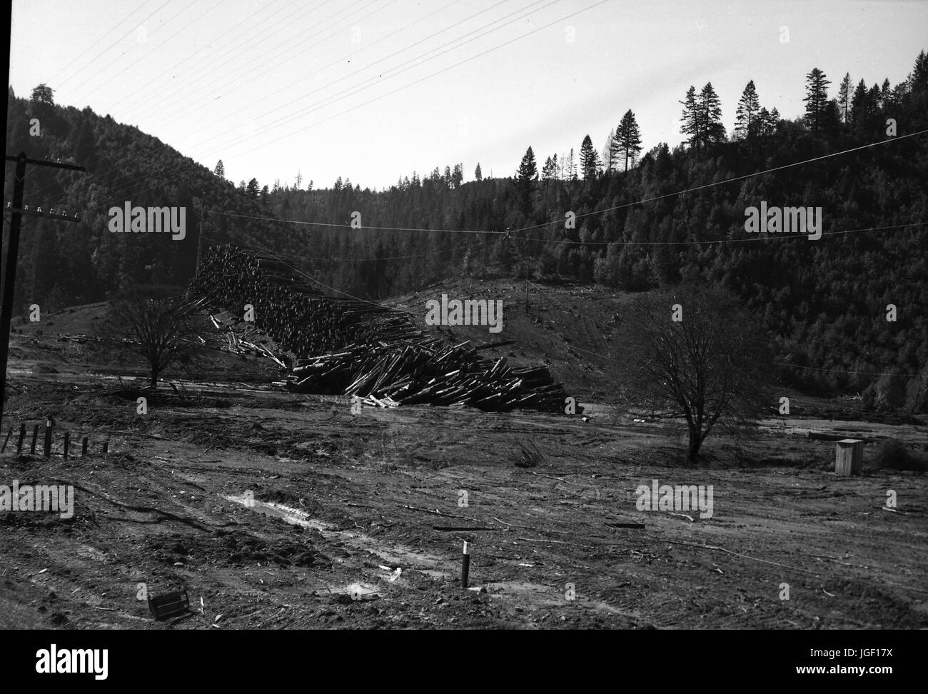 A large pile of logs from felled trees is visible in a forested area, with an overhead wire crane used to move the logs and a clear cut, barren area visible in the foreground, California, 1950. Stock Photo