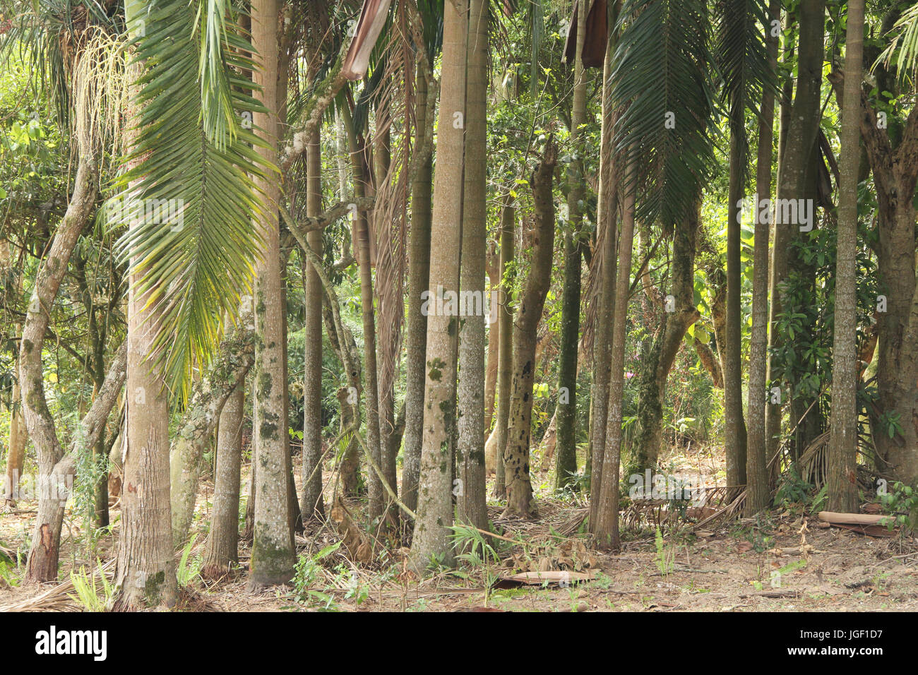 Trunk of palm trees, suburbs, 2014, Capital, São Paulo, Brazil. Stock Photo