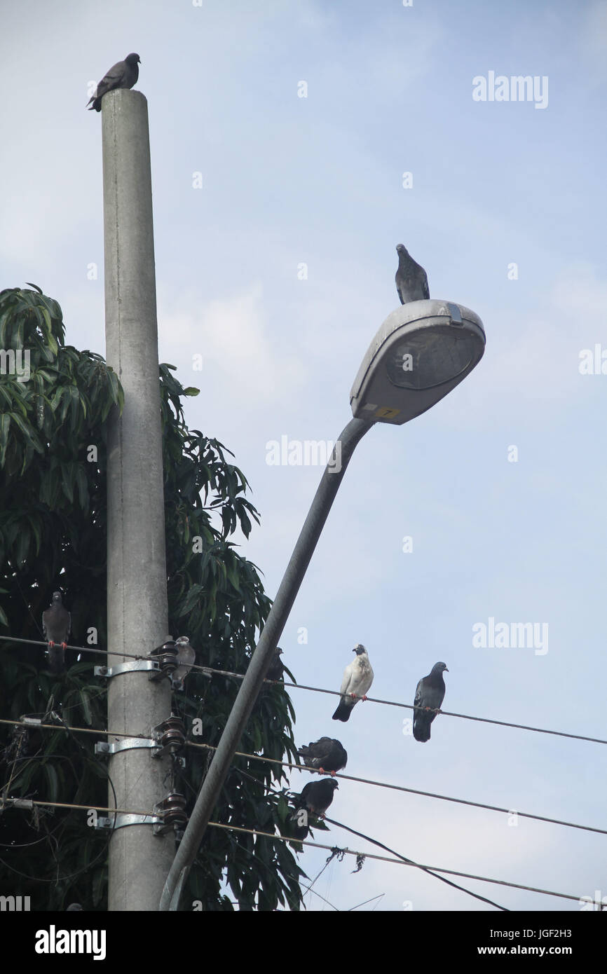 Doves, post, wire, light, 2014, Capital, São Paulo, Brazil. Stock Photo