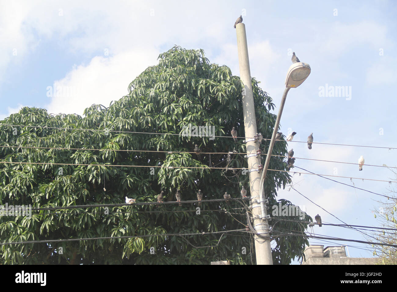 Doves, post, wire, light, 2014, Capital, São Paulo, Brazil. Stock Photo