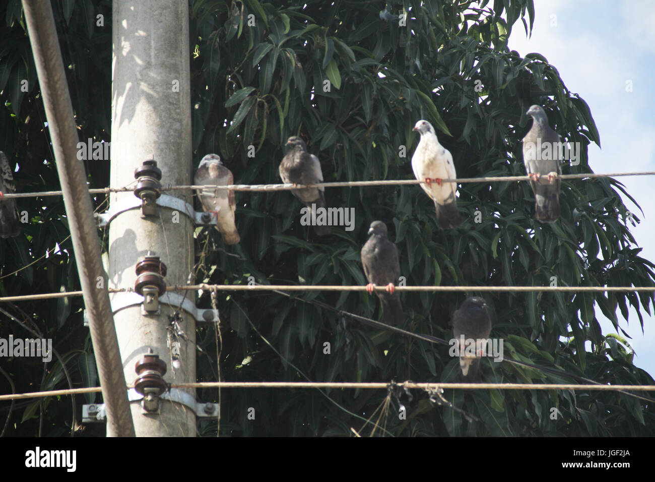 Doves, post, wire, 2014, Capital, São Paulo, Brazil. Stock Photo