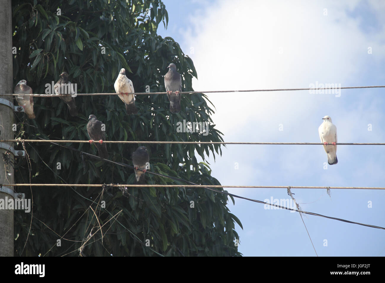 Doves, post, wire, 2014, Capital, São Paulo, Brazil. Stock Photo