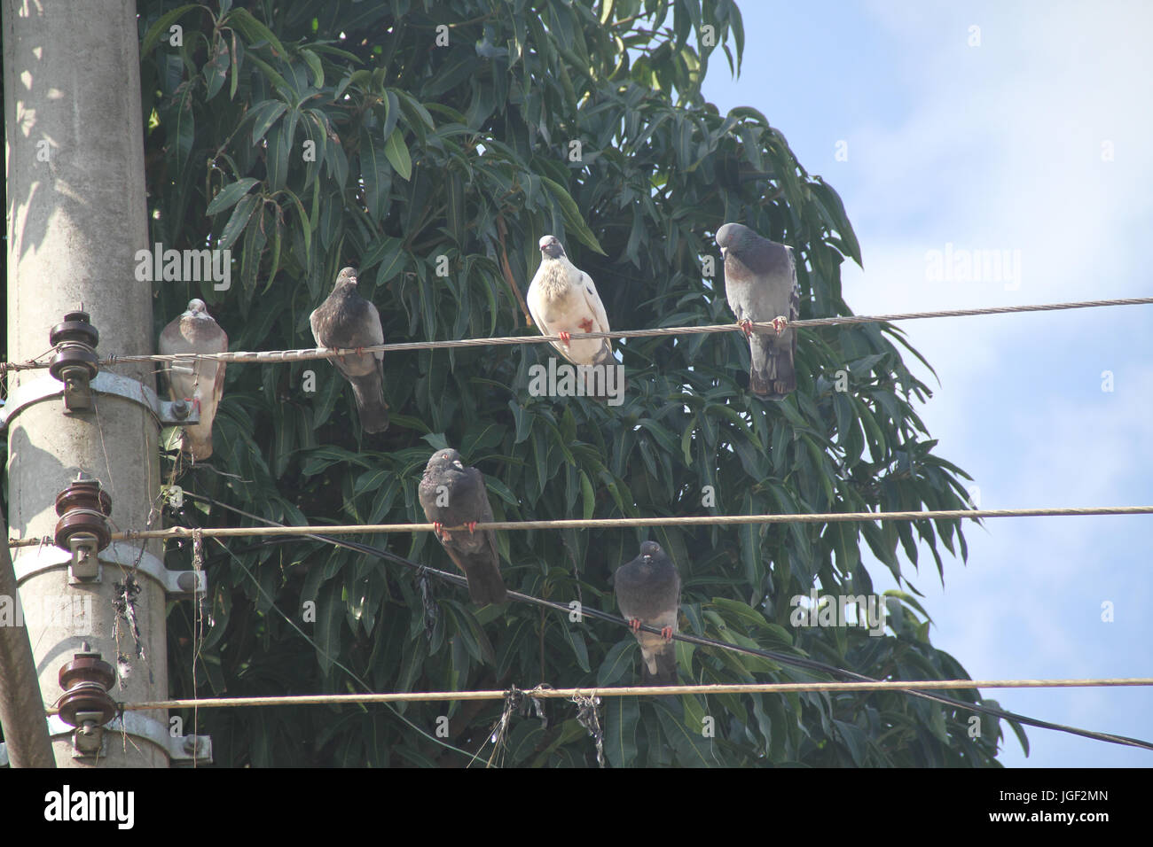 Doves, post, wire, 2014, Capital, São Paulo, Brazil. Stock Photo