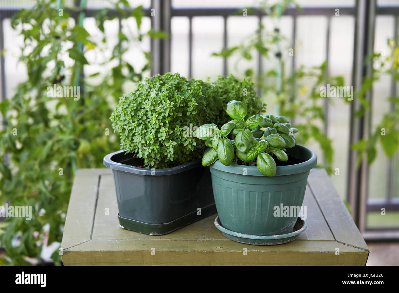 Potted Basil Plant. Basil herb plant growing on balcony Stock Photo Alamy