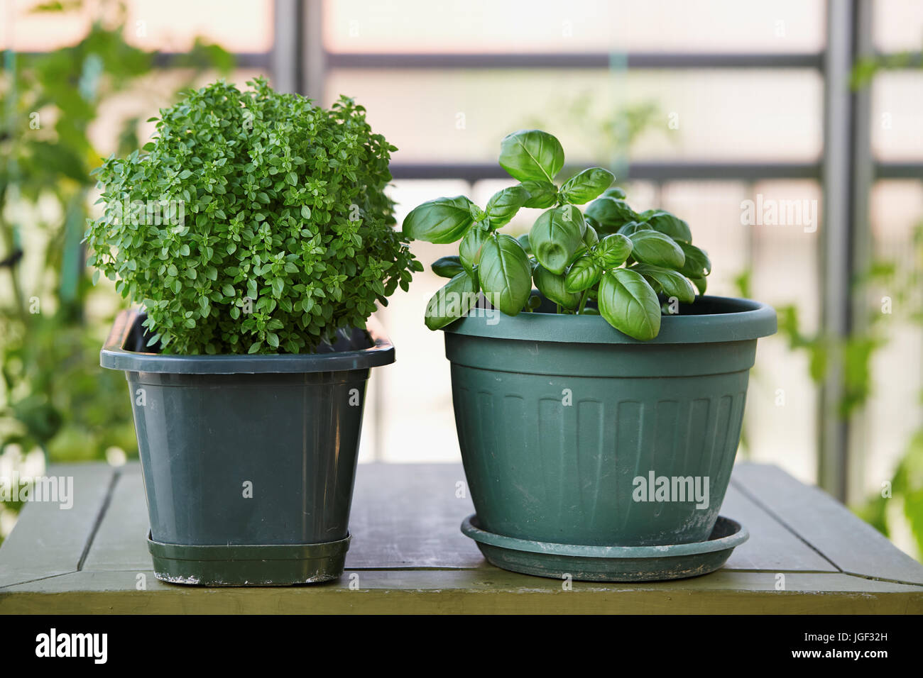 Potted Basil Plant. Basil herb plant growing on balcony Stock Photo Alamy