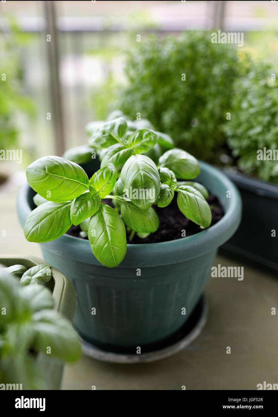 Potted Basil Plant. Pot of basil on table in garden. Basil herb plant growing in garden Stock