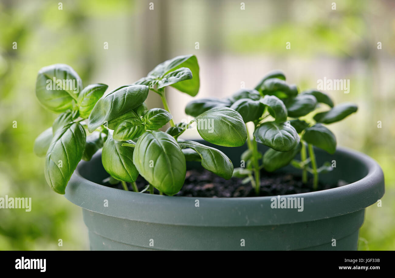 Potted Basil Plant. Basil herb plant growing on balcony Stock Photo Alamy