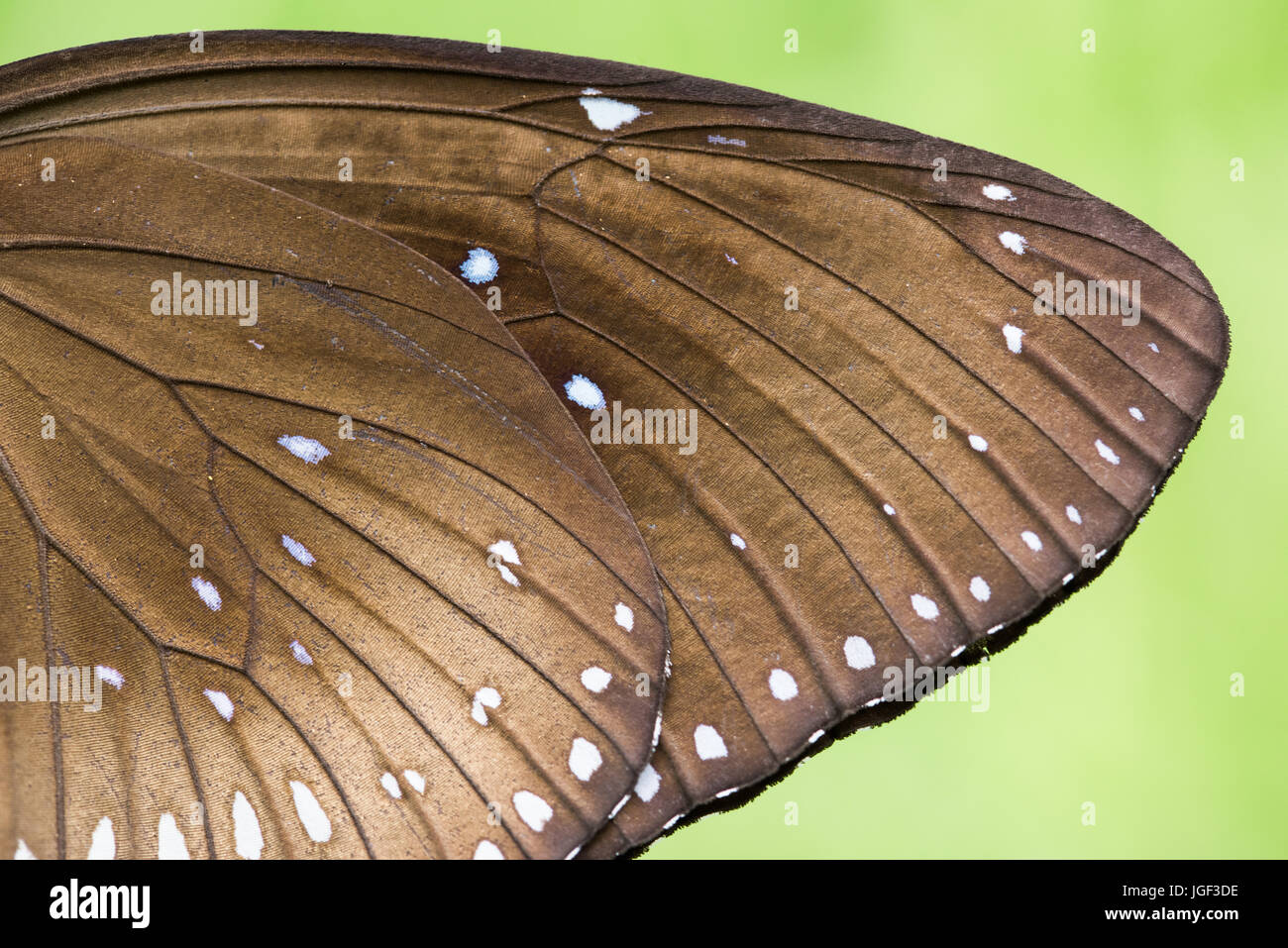 Side view wings close hi-res stock photography and images - Alamy
