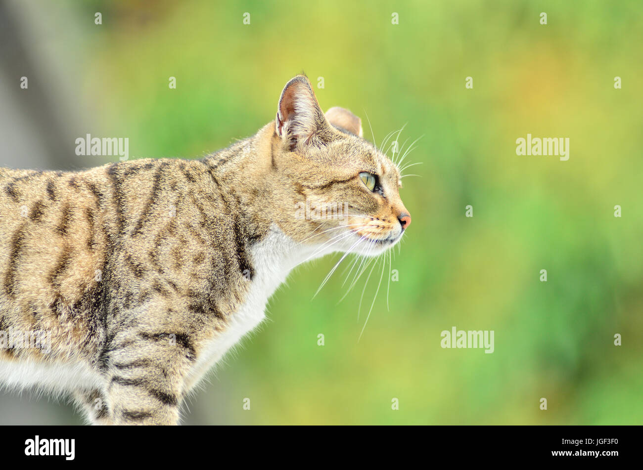 Cat on roof Stock Photo Alamy