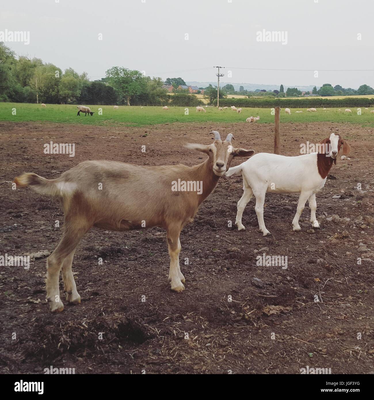 Happy Goats Stock Photo