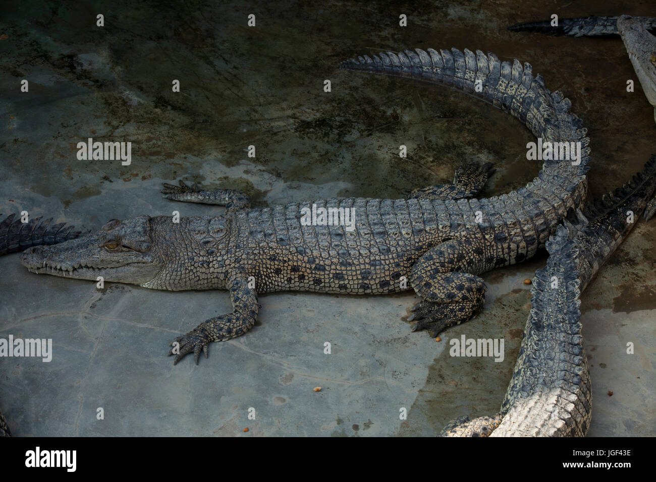 Crocodile breeding centre in the Sunderbans. It was established in